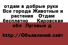 отдам в добрые руки - Все города Животные и растения » Отдам бесплатно   . Кировская обл.,Луговые д.